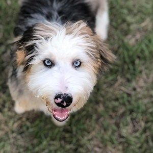 Meet your Posher, Jean